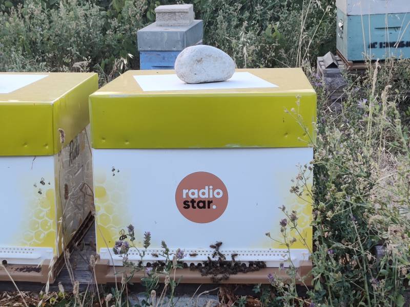 Des ruches personnalisées pour Radio Star